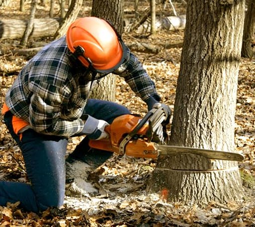 Tree Removal in Frederick, IL
